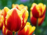 Image of red and yellow tulips