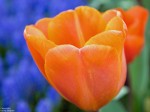 Image of orange tulip