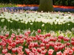 Image of various tulips