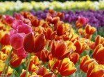Image of various tulips