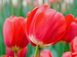 Image of red tulips