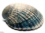 Image of a sea shell