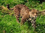 Image of a Jaguar