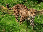 Image of a Jaguar