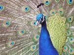 Image of a Peacock