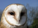 Image of a Barn Owl