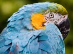 Image of a Parrot