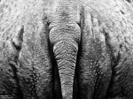 Image of a Rhino