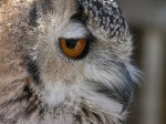 Image of an Owl