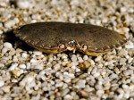 Image of crab shell